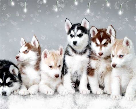 Winter Pomsky 